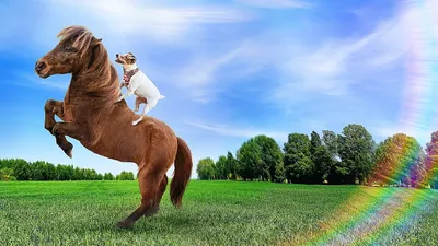 Adventures of Dally and Spanky izle