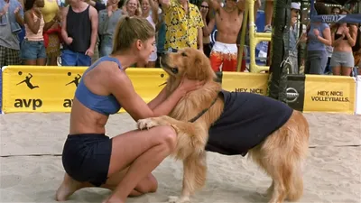 Air Bud: Spikes Back izle