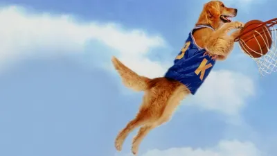 Sayı Kralı Buddy izle
