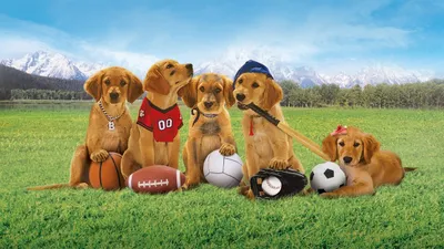 Harika Köpekler izle