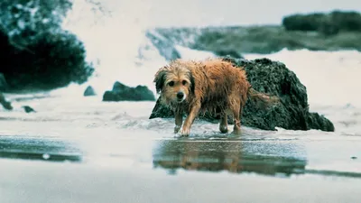 Av Köpeği Benji izle