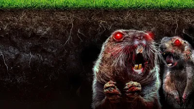 Caddy Hack izle
