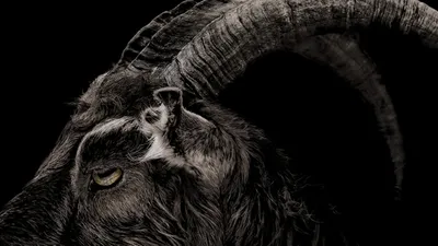 Cadı izle
