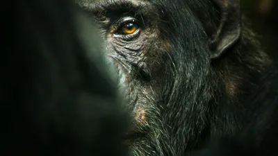Şempanze İmparatorluğu izle