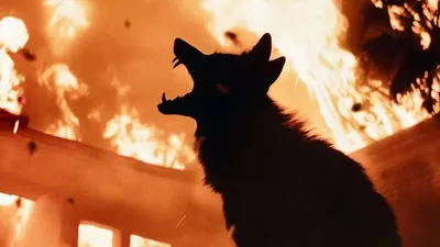 Coyotes izle