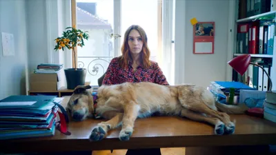 Dog on Trial izle
