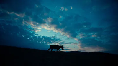Ai - Eo izle