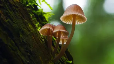 Fantastic Fungi izle