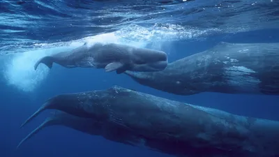 Giants of the Deep Blue izle