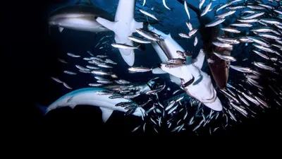 Great Shark Chow Down izle