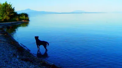 Dile Veda izle