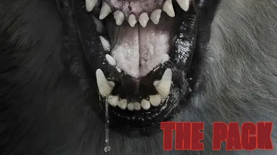 Kurt Baskını izle