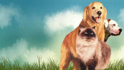 Yuvaya Dönüş izle