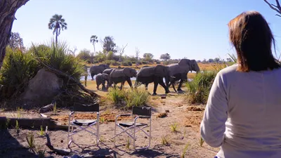 In the Footsteps of Elephant izle