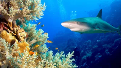 Journey to Shark Eden izle