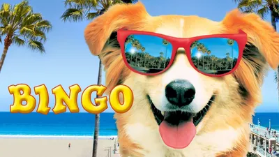 Kahraman Köpek Bingo izle