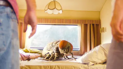 Mandibules izle
