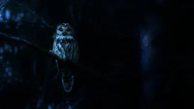 Nightmares of Nature izle