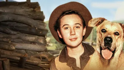 Old Yeller izle