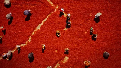 Omnivore izle
