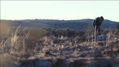 Outback izle