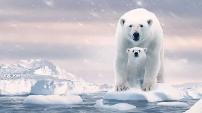 Polar Bear izle