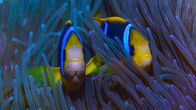 Protecting Paradise The Story of Niue izle
