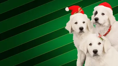 Noel Patileri izle