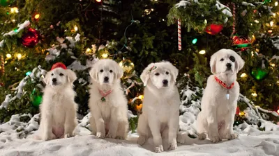 Santa Paws 2: The Santa Pups izle