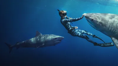 Shark Whisperer izle