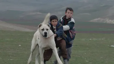 Sivas izle