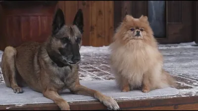 Step Dogs izle