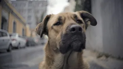 Stray izle