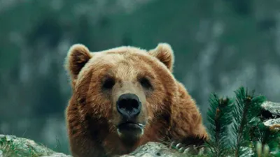 Ayı izle