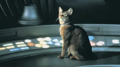 Uzaydan Gelen Kedi izle