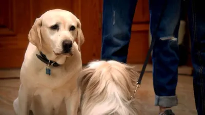 Paskalya'yı Kurtaran Köpek izle