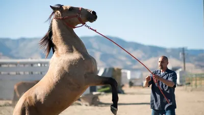 The Mustang izle