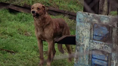 The Pack izle