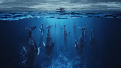 The Swarm izle