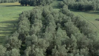 Zeytin Ağaçları Altında izle