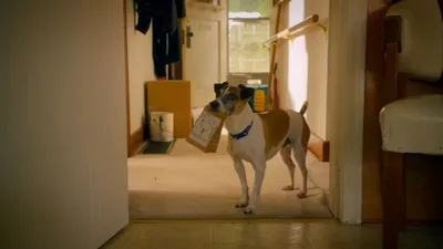 Treasure Hounds izle