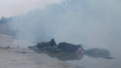 Neden Tarkovski Olamıyorum izle