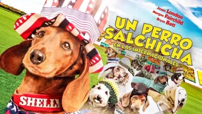 Wiener Dog Internationals izle