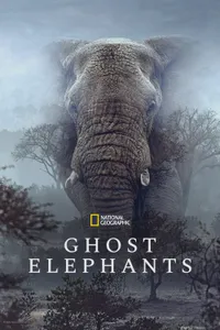 Hayalet Filler izle