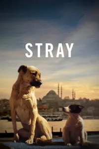 Stray izle