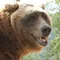 Bart The Bear filmleri
