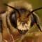 Buzz Bee filmleri