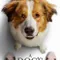 Dostumun Yolculuğu fragman izle