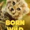 Born to Be Wild