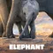 Elephant fragman izle